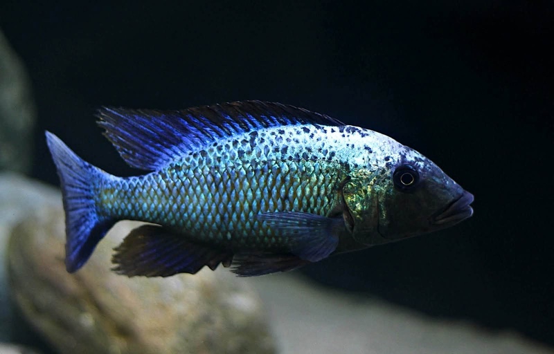 Fossorochromis rostratus